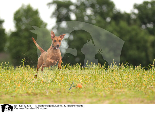 Deutscher Pinscher / German Standard Pinscher / KB-12433