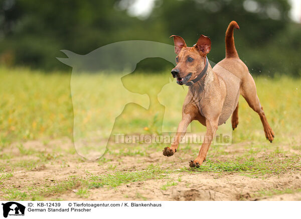 Deutscher Pinscher / German Standard Pinscher / KB-12439