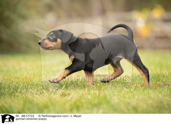 german pinscher puppy / JM-17722