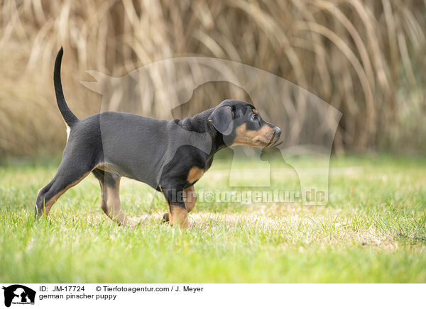 german pinscher puppy / JM-17724