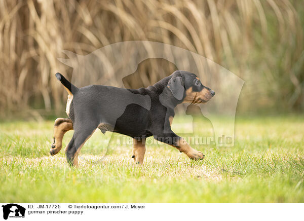 german pinscher puppy / JM-17725