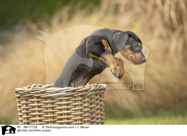 german pinscher puppy / JM-17726