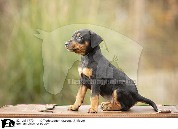 german pinscher puppy / JM-17734