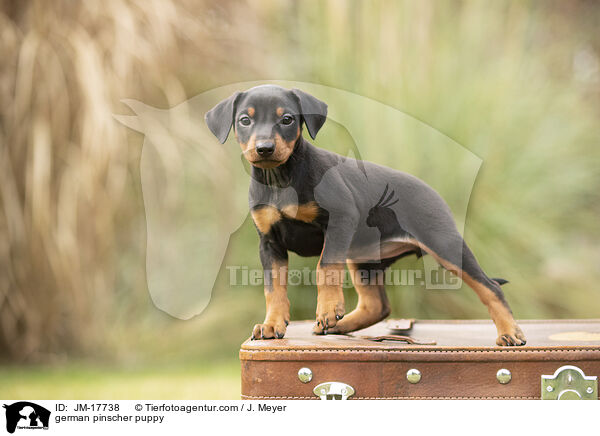 german pinscher puppy / JM-17738