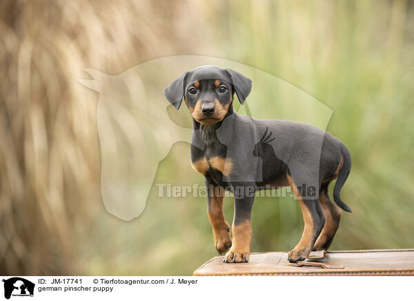 Deutscher Pinscher Welpe / german pinscher puppy / JM-17741