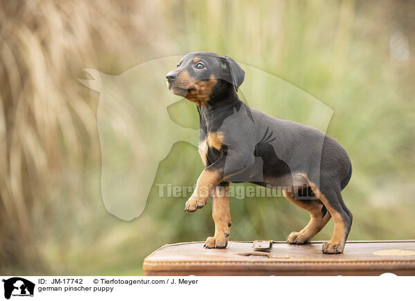 german pinscher puppy / JM-17742