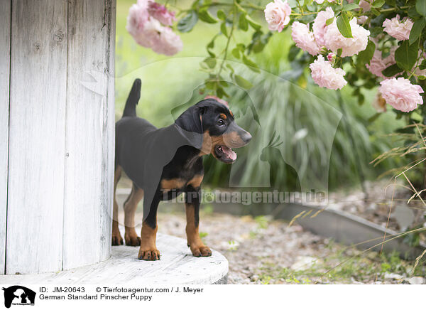 Deutscher Pinscher  Welpe / German Standard Pinscher Puppy / JM-20643