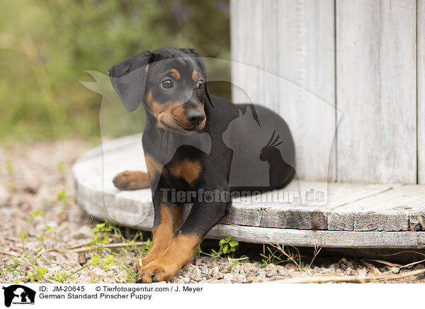 Deutscher Pinscher  Welpe / German Standard Pinscher Puppy / JM-20645