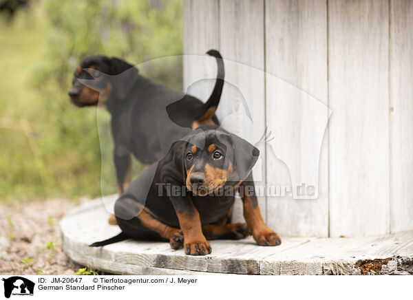 German Standard Pinscher / JM-20647
