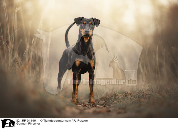 German Pinscher / RP-01146