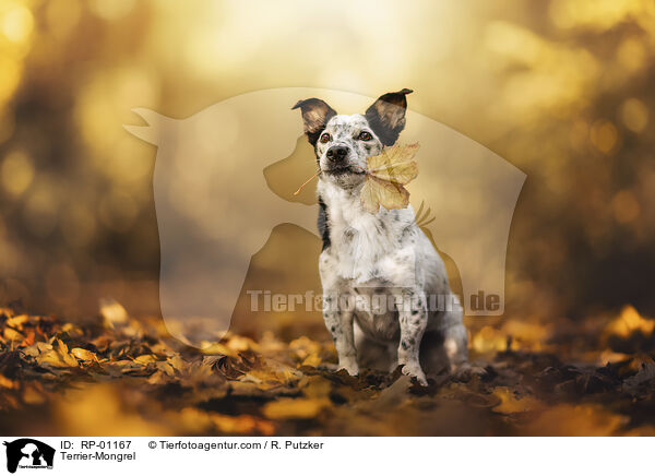 Terrier-Mischling / Terrier-Mongrel / RP-01167