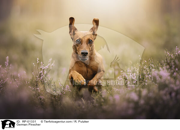 Deutscher Pinscher / German Pinscher / RP-01331