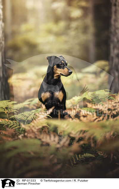German Pinscher / RP-01333