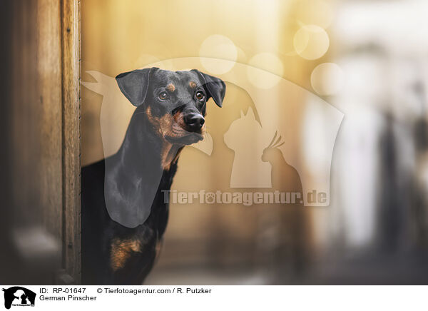 German Pinscher / RP-01647