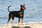 German Pinscher at the beach