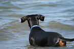 German Pinscher at the beach