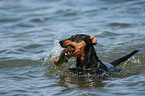 German Pinscher at the beach