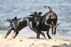 playing German Pinscher