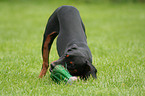 playing German Pinscher