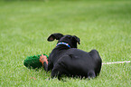 playing German Pinscher