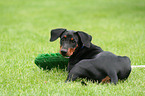 playing German Pinscher