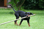 playing German Pinscher