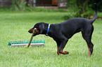 playing German Pinscher