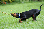 playing German Pinscher