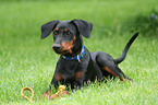 young German Pinscher