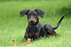 young German Pinscher