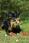 lying German Pinscher