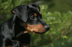 German Pinscher Portrait