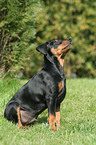 German Pinscher