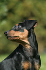 German Pinscher Portrait