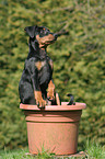 German Pinscher