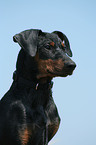 German Pinscher Portrait