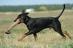 playing German Pinscher