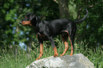 German Pinscher