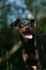 German Pinscher Portrait