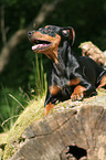 German Pinscher