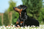 German Pinscher