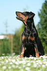 German Pinscher