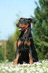 German Pinscher