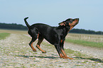 running German Pinscher