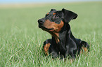 German Pinscher on meadow