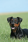 German Pinscher on meadow