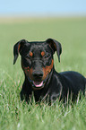 German Pinscher on meadow