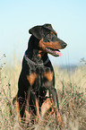 German Pinscher