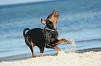 German Pinscher