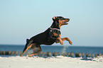 German Pinscher